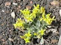 Flowers in the lava